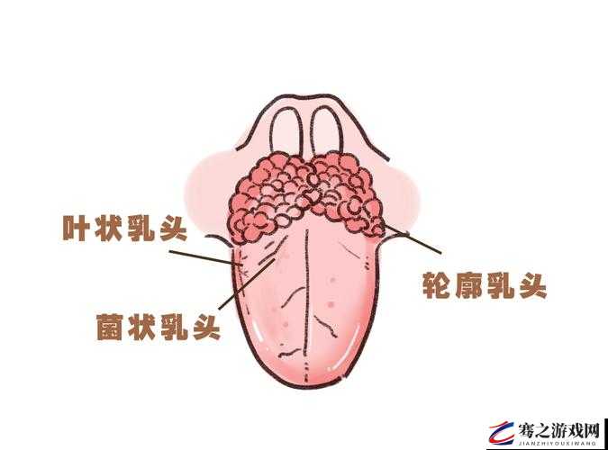 性癖好：解开内衣的束缚，探索乳头与屁眼的奇妙世界