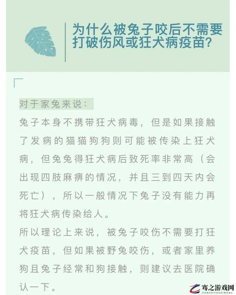 小兔兔正确咬法的详细解读与技巧分享