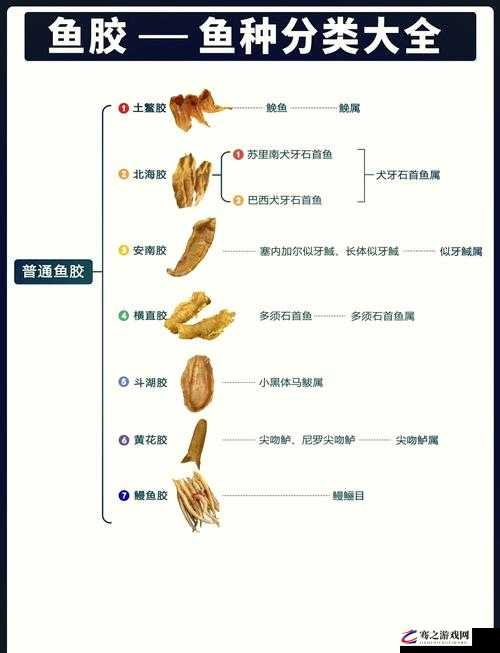 动胶配方大全高清：揭秘各种胶类制品的制作奥秘