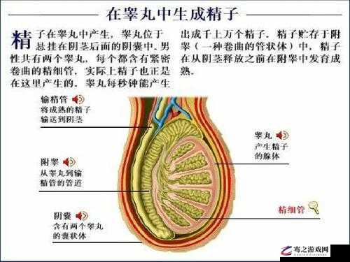 优质 JING 液收集器系统 H1：创新科技，关爱男性健康