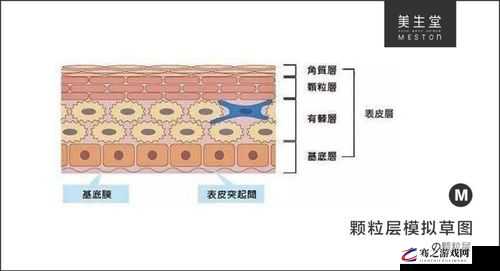 美国一面亲边膜评价：对其复杂立场与行为的深入剖析