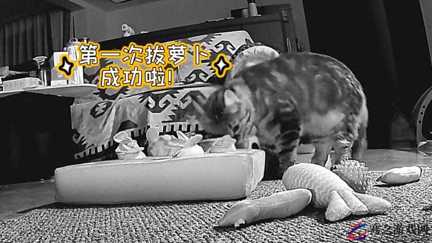 二人世界拔萝卜生猴子：畅享专属甜蜜时光迎接新生命