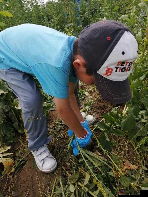 后挤牛奶拔萝卜怎么拔：实用技巧与详细步骤全解析