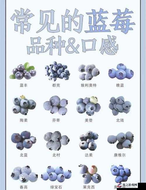 蓝莓污污污：带你探索奇妙而独特的蓝莓世界