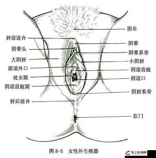 大陰蒂 BBwBBB 大陰唇的独特魅力与风情