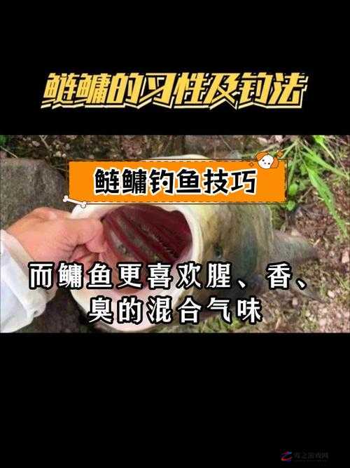 悠长假期中鲢鱼的获取攻略，全面解析鲢鱼获得方法与技巧