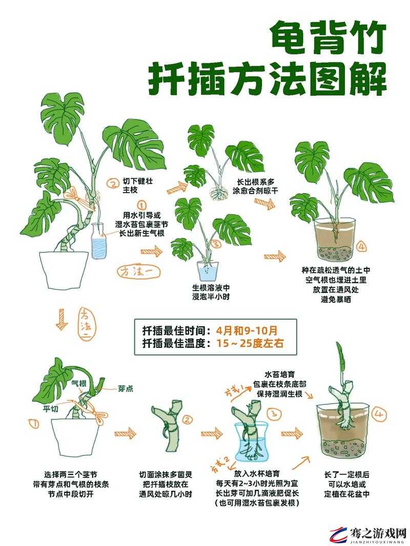 日本 72 种扦插方式：探索植物繁殖的多样可能与技巧