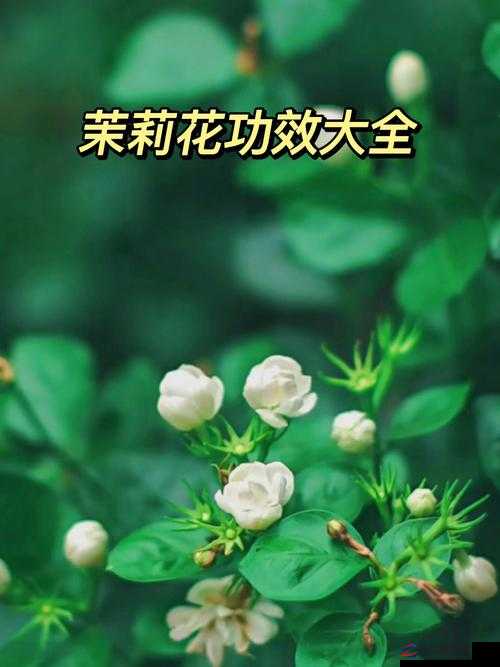 茉莉花看片影视大全版本大升级：内容更丰富，体验更流畅