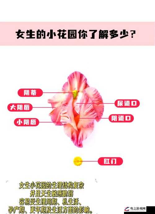 吃小花园的正确方法：详细步骤与注意事项全解析