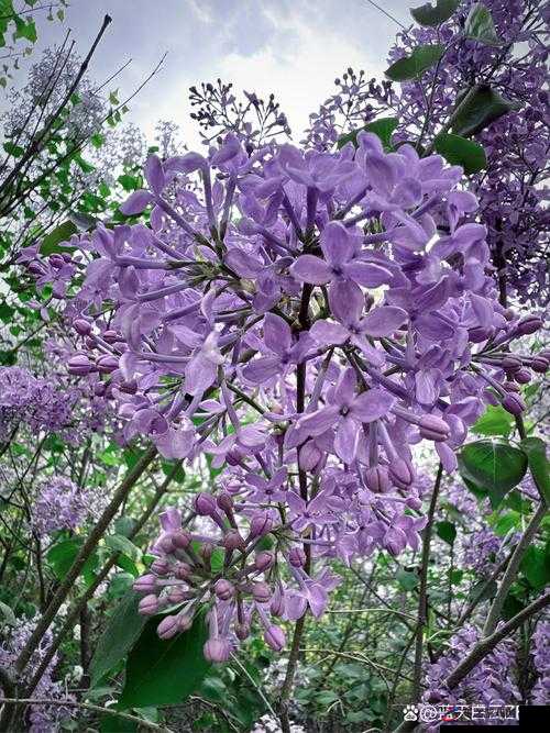 完整丁香花高清在线观看完整版：在丁香花海中感受极致浪漫