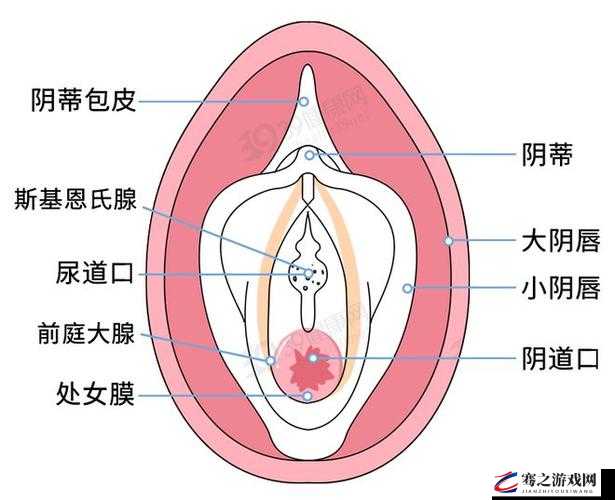 欣赏女性隐秘部位：ASS 女性大荫蒂的独特魅力