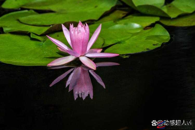 倒插莲花是什么样子：探寻独特姿态与奥秘